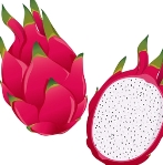 Pitayadragon Fruit Stock Illustration - Download Image Now - Pitaya, Cut  Out, Drawing - Art Product - iStock
